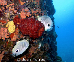 A couple of FOUREYE BUTTERFLY FISHES.  I guess that makes... by Juan Torres 